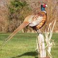 Standing Pheasant Standing Pheasant